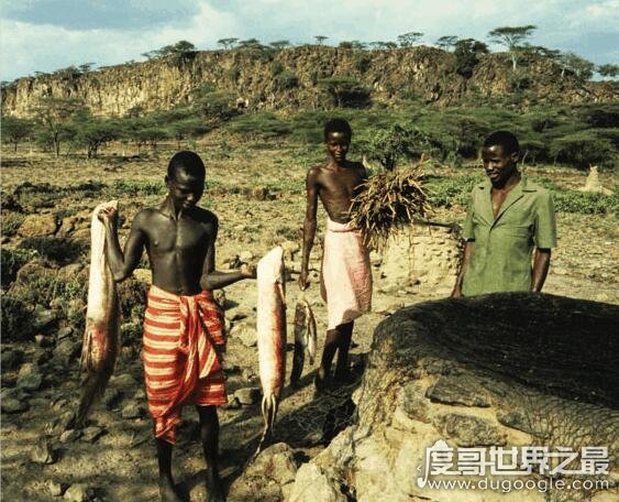 世界上生命力最强的鱼，非洲肺鱼(可以在没水的泥土里活4年)