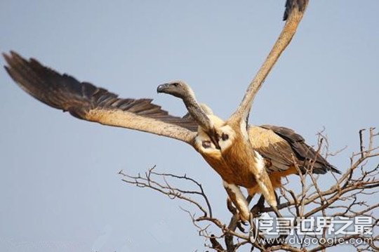 世界上飞的最高的鸟，黑白兀鹫可飞到11000米的高空