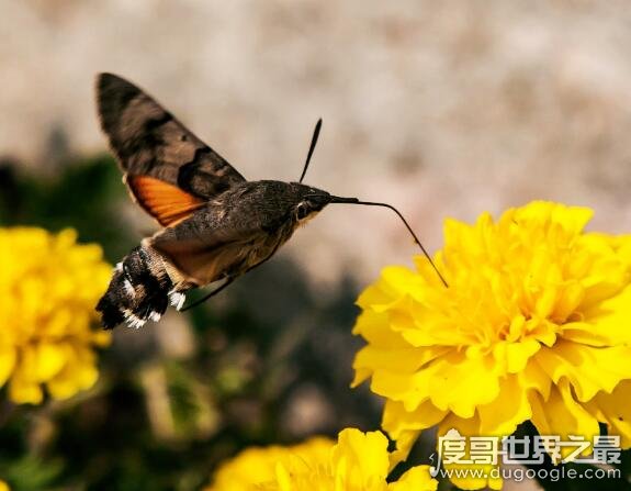 飞蛾界中的四不像，蜂鸟鹰蛾(像鸟、像蝶、还像蜜蜂)