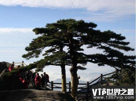 黄山十大名松，是黄山绝美奇景(每一株都展现着自然之美)