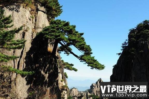 黄山十大名松，是黄山绝美奇景(每一株都展现着自然之美)