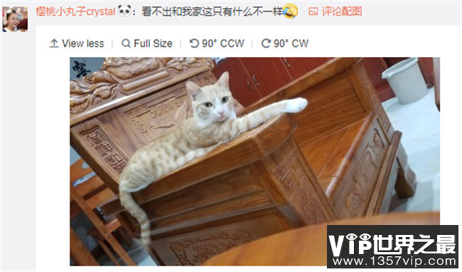 中国网友：这不是我家大橘猫吗