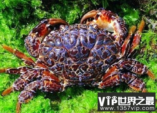 海洋十大毒物排行榜,这些深海最毒生物你都见过吗？