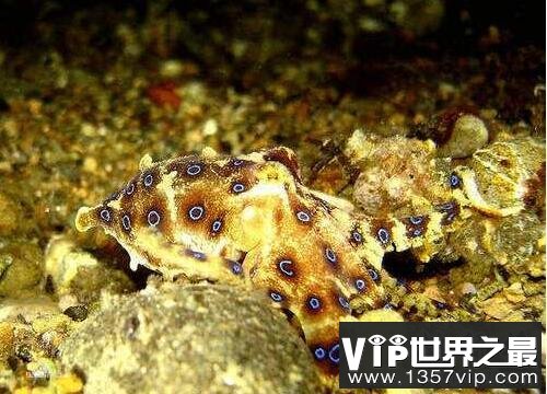 海洋十大毒物排行榜,这些深海最毒生物你都见过吗？