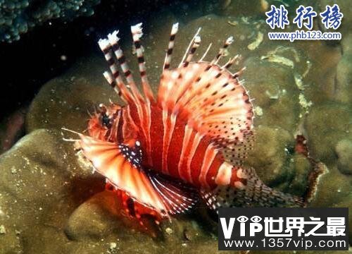 海洋十大毒物排行榜,这些深海最毒生物你都见过吗？