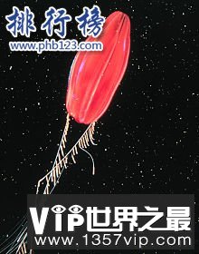 地球上最早的生物：栉水母（长相如外星生物）