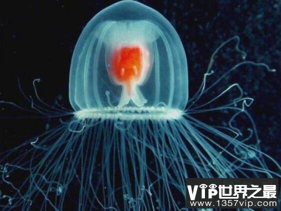 地球唯一不死的生物：灯塔水母不断的返老还童达到永生