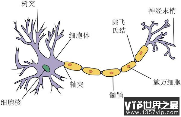 人体细胞结构简图图片