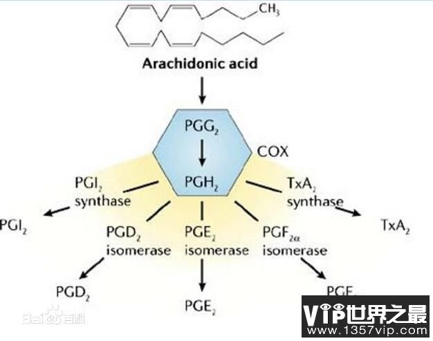 女性没有前列腺 却可能被前列腺素所折磨