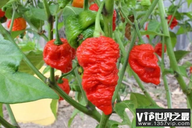 7 Pot Red 