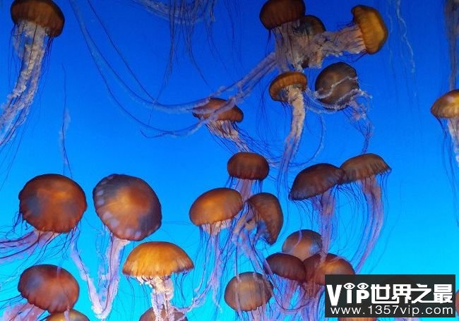 蒙特雷湾水族馆