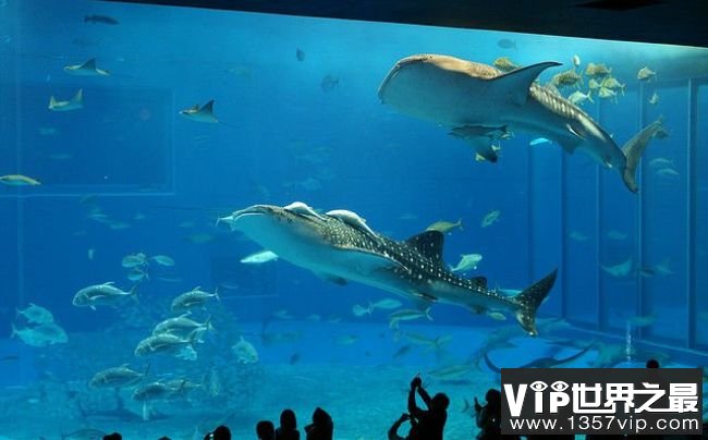 冲绳美丽海水族馆