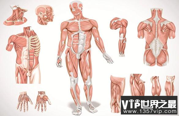 人体肌肉有25吨力量？如何才能挑战人体的力量极限