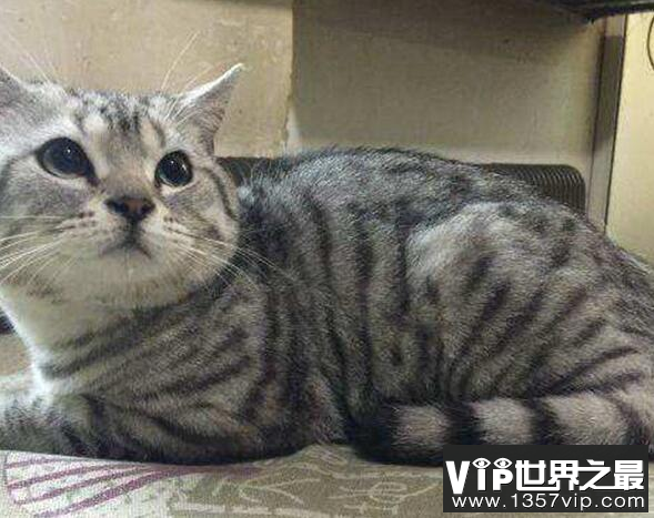 猫到底要不要绝育?猫什么时候做绝育好