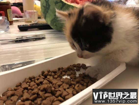 人可以吃猫粮吗?人吃了猫粮会有事吗