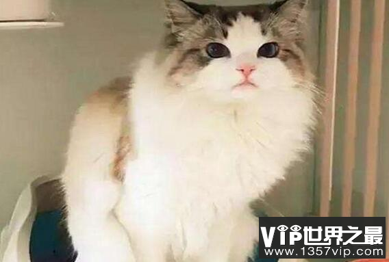 猫为什么埋屎?并非单纯爱干净，而是遗传天性