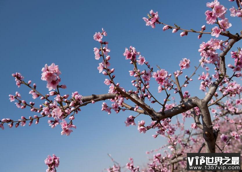 为什么有的植物会“有花而无叶”