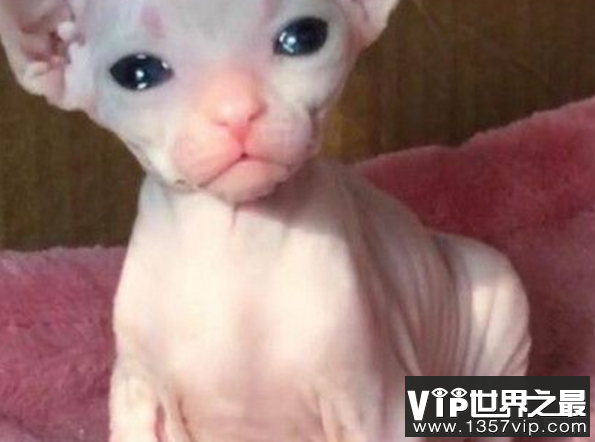 加拿大无毛猫怎么养好，无毛猫你知道吗?