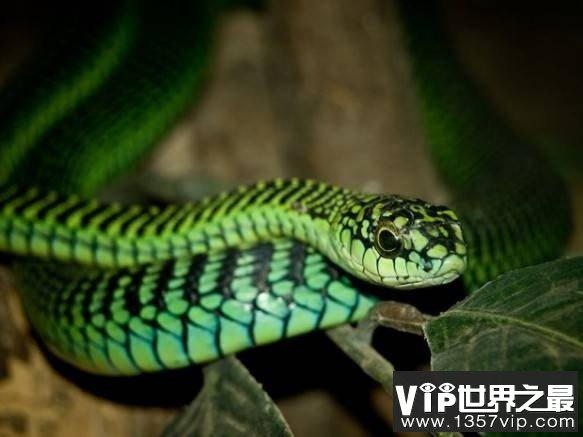 非洲树蛇属 Boomslang