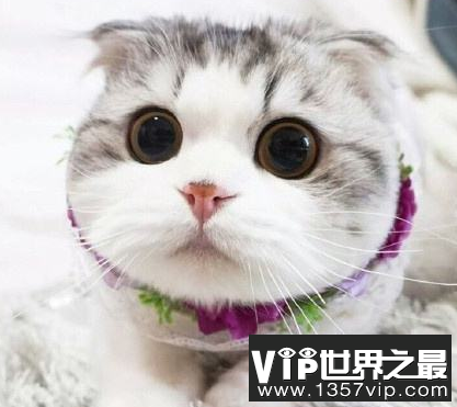 初养猫养什么品种好？最适合家养的猫排名