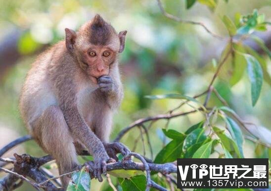 国家二级保护动物食蟹猴，已经被人类逼的无处可去