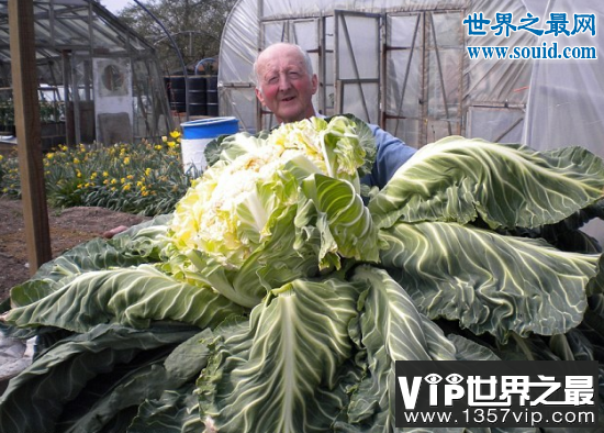 世界上最大的花菜，英国老汉种出54斤花菜(www.1357vip.com)