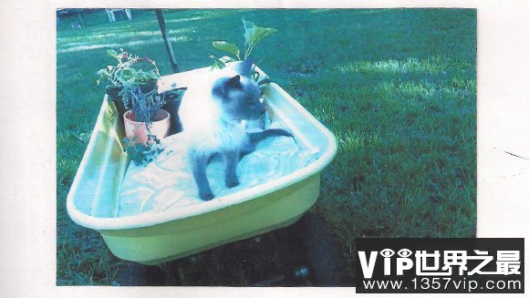 世界上年龄最大的猫，30岁的猫打破世界纪录(www.1357vip.com)