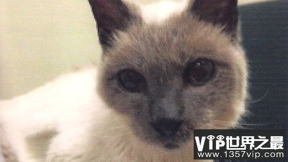 世界上年龄最大的猫，30岁的猫打破世界纪录(www.1357vip.com)