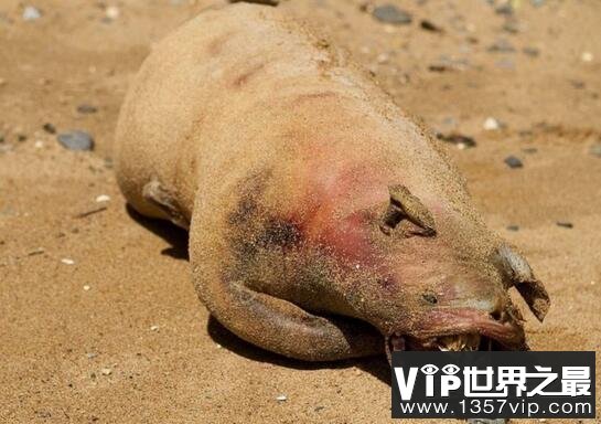 美国纽约曼哈顿怪兽尸体，长着五根脚趾的未知生物