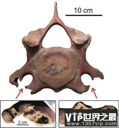 猛犸象为什么突然就从地球上消失了