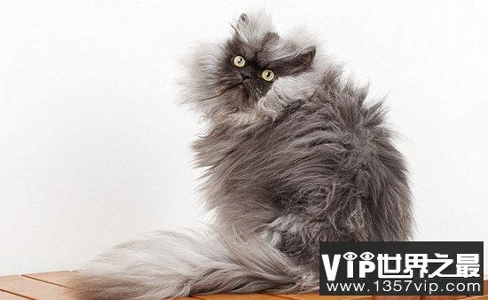 疯狂吉尼斯：世界上毛最长的猫(毛长22.87厘米)(www.1357vip.com)