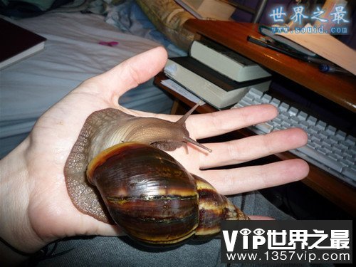 世界上最大的蜗牛，非洲大蜗牛(长20厘米)(www.1357vip.com)