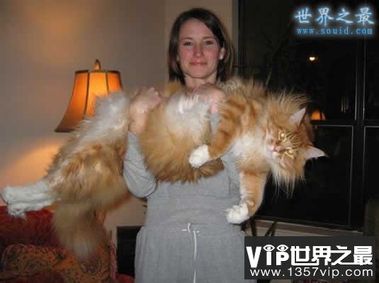 世界上最长的猫，长达1.23米(图)(www.1357vip.com)