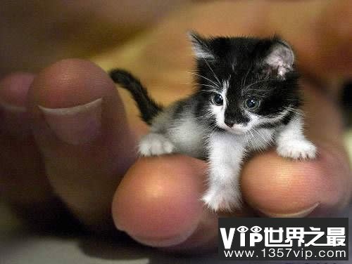 世界上最小的猫，比可乐罐还小(组图)(www.1357vip.com)