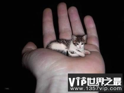 世界上最小的猫，比可乐罐还小(组图)(www.1357vip.com)