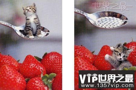 世界上最小的猫，比可乐罐还小(组图)(www.1357vip.com)