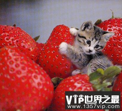 世界上最小的猫，比可乐罐还小(组图)(www.1357vip.com)