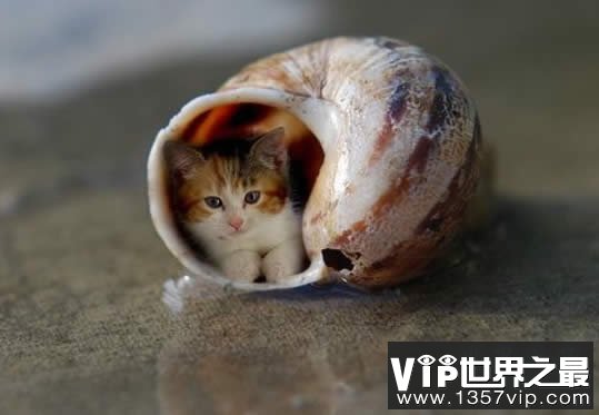 世界上最小的猫，比可乐罐还小(组图)(www.1357vip.com)