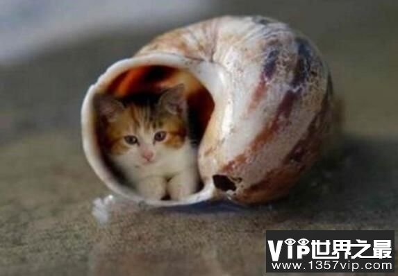 世界最小的猫咪：希德，身高不足10厘米(猫中侏儒)