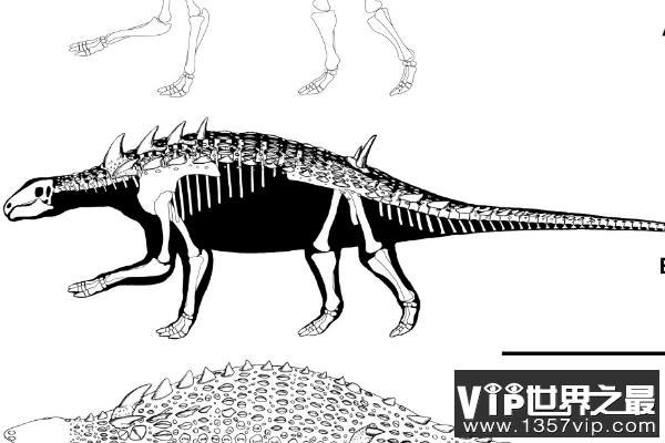 匈牙利龙(Hungarosaurus)：个头不高，长有五对尖刺的恐龙