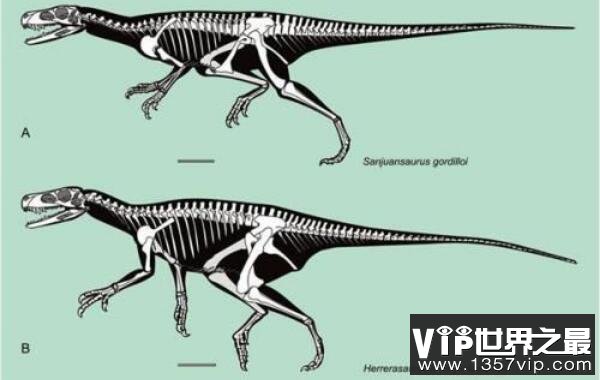 西北阿根廷龙：小型兽脚亚目恐龙，体长1.8米的杂食性恐龙