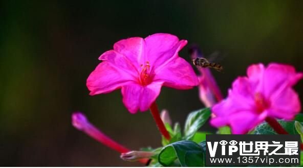 夜来香晚上发出香味，飞蛾传授花粉至香味更浓（图2）