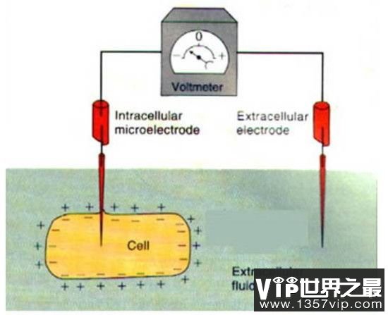 【碱性环境和负电荷有益于人体健康】