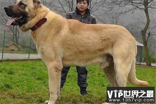 世界十大凶犬最新排名 第七被称为杀人犬，建议最好别养