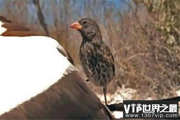 世界十大吸血鬼生物 壶夜蛾会反复叮咬，水蛭在乡村很常见