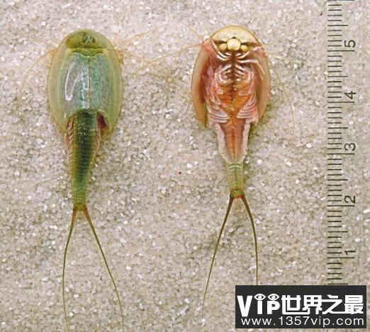 水田突现恐怖生物，解密三眼恐龙虾的前世今生