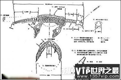 日本1977年巨型海怪尸体事件:海怪重量约2吨