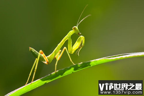 中国最毒的昆虫图片