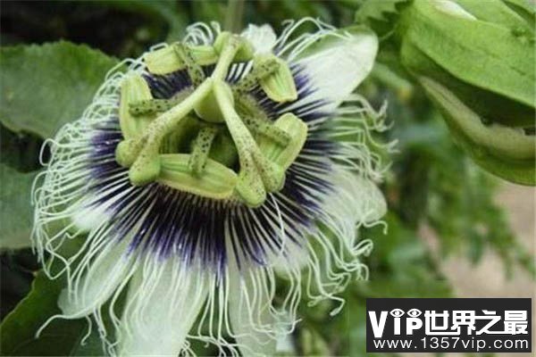 动植物界最好的搭档：日轮花与黑寡妇蜘蛛共同捕食