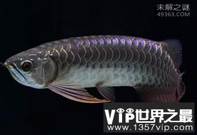 巨型海蜘蛛体长3米模样骇人 深海奇异生物盘点